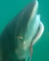 Bronzewhaler200