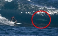 Surfer-Shark 1003384C