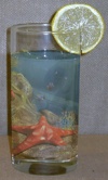 Ocean-Star-Fish-Water-Glass 1103455066