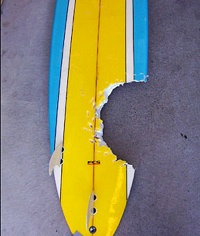 Shark 0112