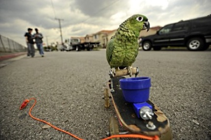 20090308 110019 Parrot1.Jpg