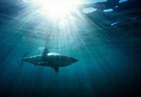 White Shark Tim Rock Lonely Planet.Jpg-1
