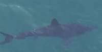 Malibu Shark
