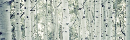Ce.Ar4T.Header1