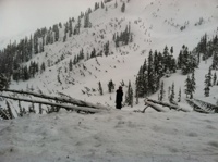 Mt Baker Trees3