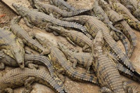 2013-01-26T195655Z 914179131 Gm1E91Q1Sw301 Rtrmadp 3 Safrica-Crocodile-1