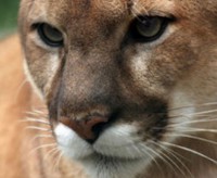 cougar